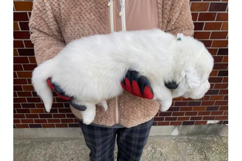 販売中の千葉県のグレートピレニーズ-359424の3枚目